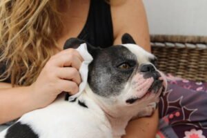 How to clean a French Bulldog ears