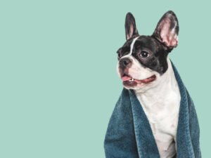 How to clean a French Bulldog ears