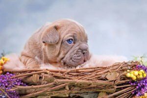 Lilac Merle French Bulldog