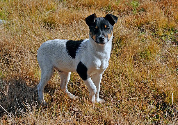 Australian Cattle Dog German Shepherd Mix