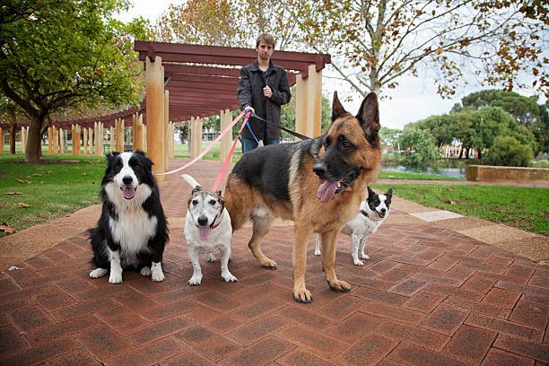 Miniature German Shepherd