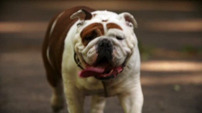 Victorian Bulldog